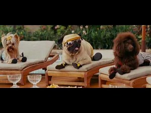 Beverly Hills Chihuahua Pool Party