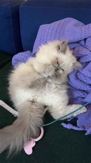 Cobra say hello from Paris 💅🏻🎀🩷 #persiancat #cat #catlover #persiankitten #babycat