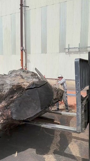 44K views · 353 reactions | Using a chainsaw of any size can be challenging. But, making a straight cut on a massive log (or any log for that matter) with a 5’ bar is an art and a science. Every log is different, so it takes a professional like our friend Jon Rodius to assess the tree and determine what approach and machinery is needed to get the job done. | GL Veneer, Inc. | Facebook