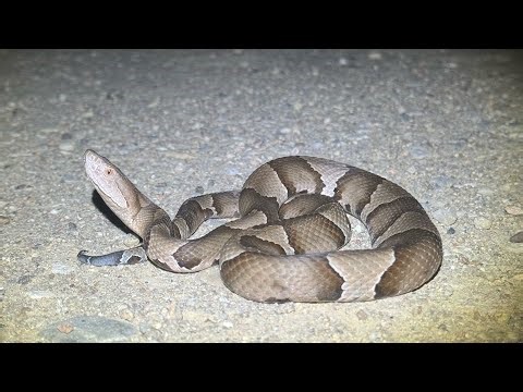 Epic Kansas Herping Weekend (Copperheads, Ratsnakes, and Turtles!)
