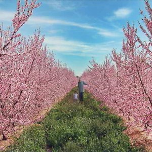Recopilación de las imágenes más bonitas de la primavera