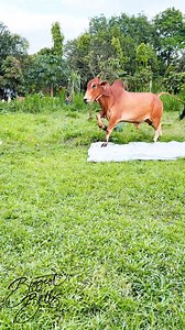 254K views · 1K reactions | Powerful young bull runs back to the barn at Afrad Cattle Ranch | Biggest Bulls Photography | Facebook