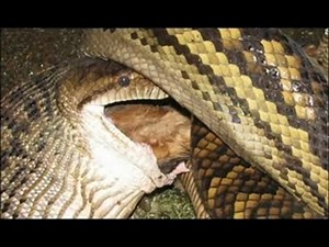 Python Eat Family Dog