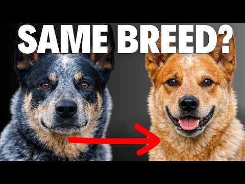 Types of Australian Cattle Dogs – Explained & Compared