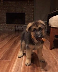 47K views · 1.2K reactions | 8 week old german shepherd does a hop  | Animals Doing Things | Facebook