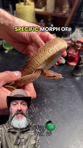 Pinstripe ball python | Morph breakdown