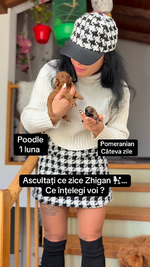221K views · 3.5K reactions | Într-o mână un #poodletoy bebe de 4 săptămâni, în cealaltă un #Pomeranian abia născut… iar la picioarele mele — Zhigan, care nu mai suportă concurența Când #dragostea se împarte, unii plâng, alții se răzbună… cu blândețe și pupici pe păr Și da, știi de ce iubesc #câinii? Pentru că ei sunt ceea ce noi #oamenii nu vom putea fi niciodată ” | Pomeranian Romania | Facebook