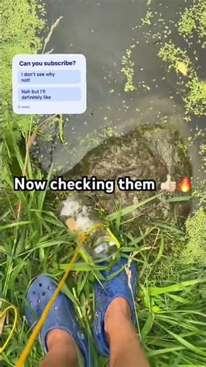 I put the minnows that I caught in my aquarium!🔥🐟 #minnow #aquarium #outdoors #fishing #fish