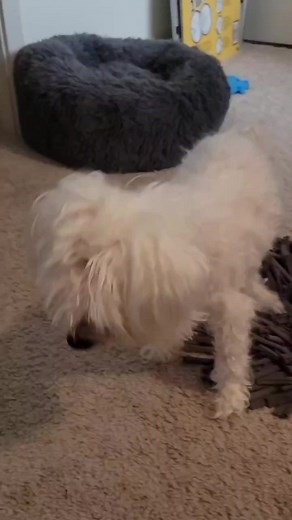 24K views · 247 reactions | Even at the age of 17, Izzie is still doing cute tricks for a treat! Please give her extra pets from the Dr. Marty team for us  : @wrigleyqt #DrMartyPets #NaturesBlend #RawDogNutrition #PetNutrition #RawFreezeDried #PetHealth | Dr. Marty Pets | Facebook