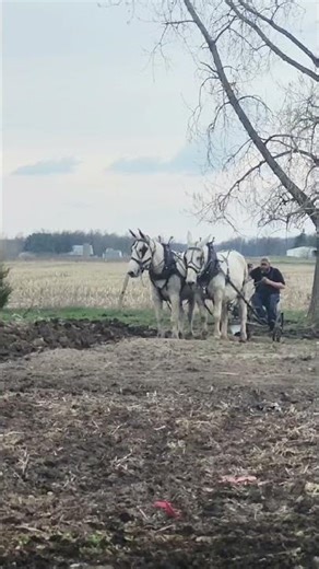 Mules Plowing Garden
