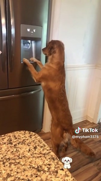 Dogs obsessed with ice#funnyvideos #fyp #foryoupage #dogsoftiktok #dogsoftiktok