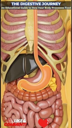 #MedicalEducation #Gastroenterology #AnatomyEducation