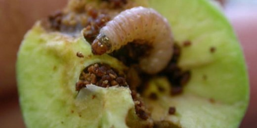 Preventing codling moth infestations in apple orchards