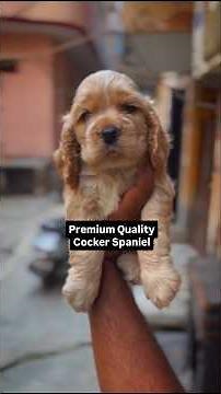 🐶✨ Golden Cocker Spaniel Identification Tips!