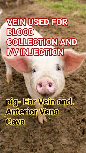 Pig injection #veterinary #pigfarming #pig #short
