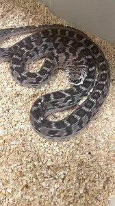 Can you believe this noise is coming from this snake's scales rubbing together? #snake #snakes #snakelife #viral #reels #scary | Brian Barczyk