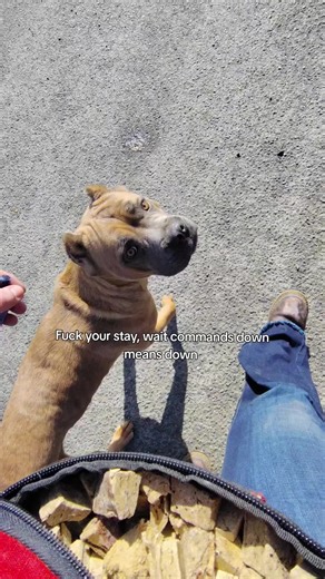 Effective Cane Corso Training Techniques