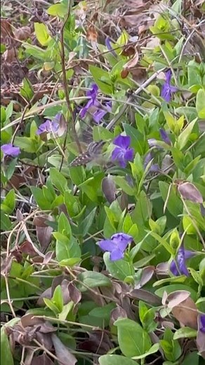 Sphinx (Hawk) moth collecting nectar. Sphingidae