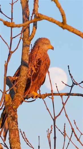 Absolutely breathtaking! ✨ As a seasoned observer of nature and a pioneer in aerial photography, moments like these are what I live for. Just look at this majestic Red Kite, caught in an ethereal glow as the last rays of the golden setting sun kiss its feathers, creating an absolutely stunning silhouette. And right there, perfectly aligned, is the luminous, rising moon, adding an almost mystical backdrop to this incredible scene. This isn't just a video; it's a testament to the magic that unfold