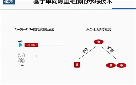 中科院周斌-谱系示踪与器官发育再生