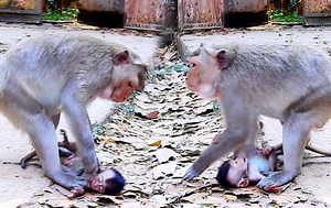 12K views · 173 reactions | Because of food bad mom Vikki don't caring her baby really disappointed | Monkey Mister | Facebook