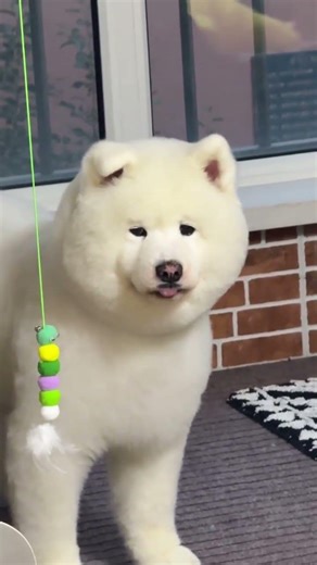 Samoyed's Trust Crisis: Heartwarming Debut of a Skeptical Pup