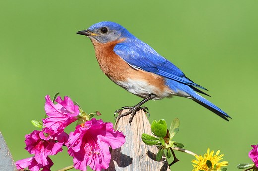 13 Birds That Are BLUE In Missouri! (ID GUIDE)