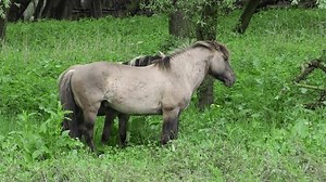 Mating Games Two Polish Horses Floodplain Stock Footage Video (100% Royalty-free) 3674666507 | Shutterstock