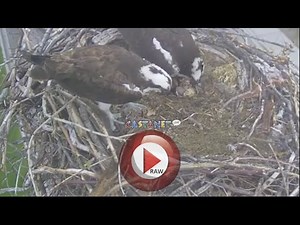 Osoyoos' live camera catches osprey chicks hatching - Penticton News