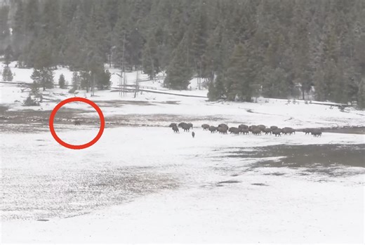 Bison Herd Chases Off Pesky Springtime Grizzly Bear @ Yellowstone National Park