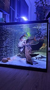 8.5K views · 83 reactions | Seafood platter for dinner tonight 戀 -...