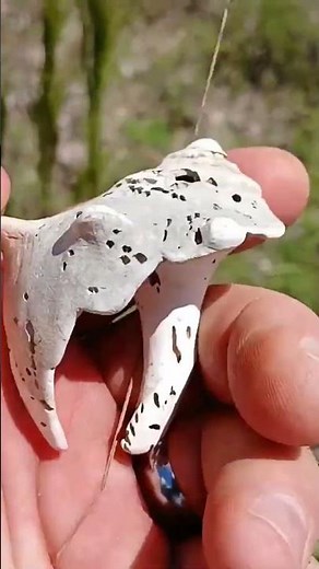 Cool Shell Fragment