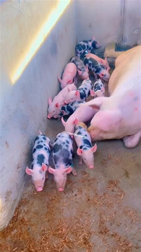Pietrain Piglets: Insights into Pig Farming