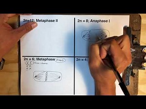 Cell division final challenge
