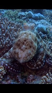 Don't blink ;) 🎥: Matthew Kaplan (IG: @matthewunderwater) Octopuses can change quickly—in a fraction of a second—to a variety of colors and textures. One researcher observed an octopus change its appearance 1000 times in seven hours! 😮 | Ocean Conservation Research - OCR