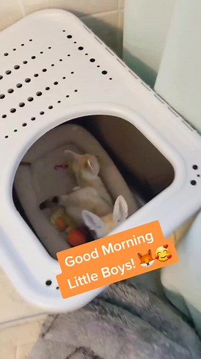 Little Baby Boys get so excited in the Morning 🦊 🥰 #goodmorning #fennecfox #foxlife #boys #little #babies #wakeywakey #fox #exotic #fyp #animals #animalbaby #tizzy #petsoftiktok