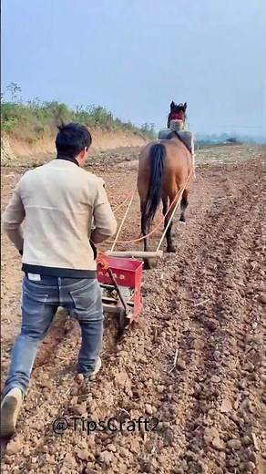 Spring plowing doesn't require machines; watch as horses gallop out straight rows of seeds.