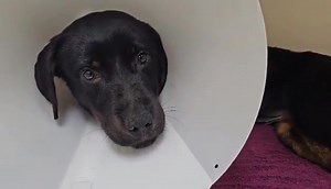 Sprinkles Update: Last night her Xrays showed suspicious activity. Advanced Animal Emergency took her in for exploratory surgery this morning. There was no foreign body. However, her intestines were SUPER dry and VERY tacky - not good! Because of this, they were all completely bunched up and intertwined, but not intussusception. They did spay her while she was under which is great so she can avoid another surgery in the future. The doctor said she should make a full recovery 💜 Please continue t