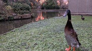 Dapper duck cosplays with his human