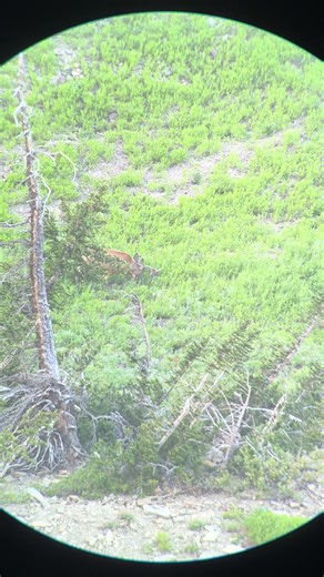 Funky looking buck never know what your gonna find for bucks summer scouting