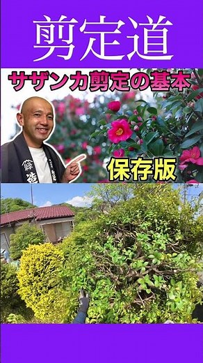 《The Basics of Pruning》Explained Carefully with Unique Techniques!! Sasanqua #GardenTreeCare #Pru...