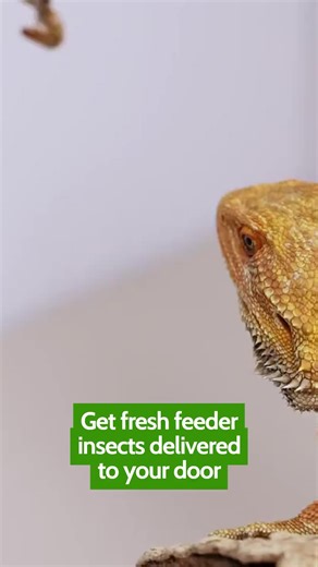 Struggling to find the right food for your exotic pet? Our feeder kits make it easy. Fresh, quality insects delivered to your door! #PremiumCrickets #FeederInsects #ReptileCare Shop Now https://www.premiumcrickets.com