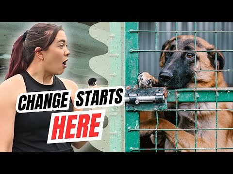 Animal Cruelty Awareness and Laws | HUNDREDS OF DOGS UNITE