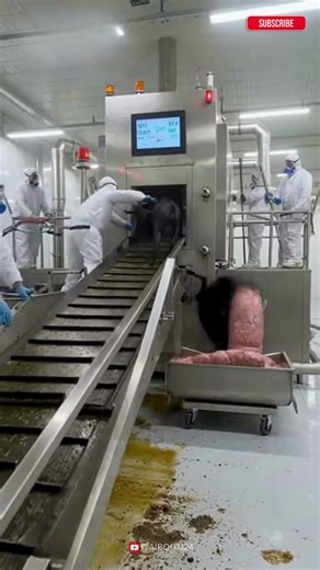 Robotic Arms Making Perfect Sausages on Their Own