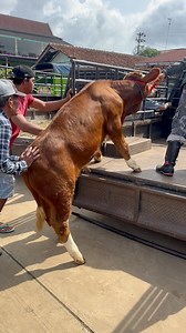 197K views · 1.6K reactions | Sapi pedet Super calon 1 ton murah gaes | Pesona wisata kita | Facebook