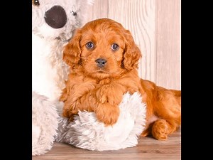 Daisy! Our sweetie pie Cavapoo Female Puppy!