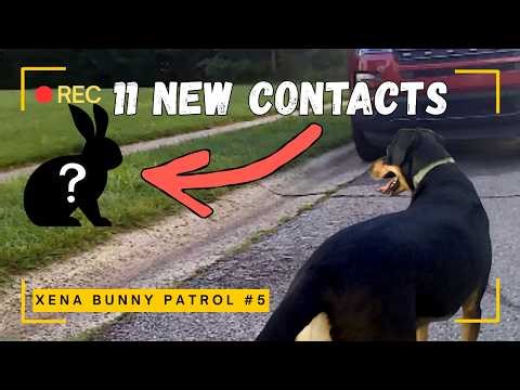 We Found 11 Rabbits After the Rain (Xena Bunny Patrol #5)