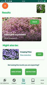 PlantSnap.com identifies Rock Soapwort (Saponaria ocymoides), a species of semi-evergreen perennial flowering plant belonging to the family Caryophyllaceae, native to south western and southern central Europe. | PlantSnap | Facebook