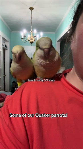 Exploring Mandi's House of Quaker Parrots in Alabama