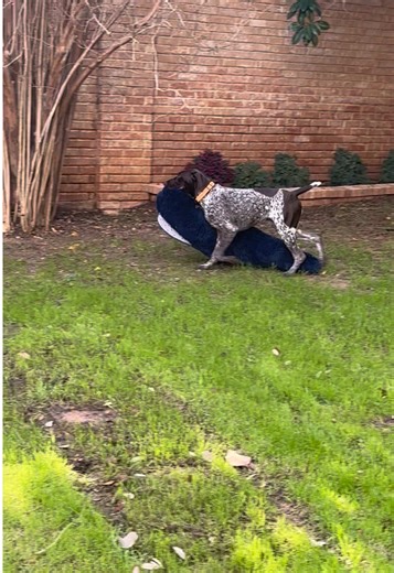 My 8 month old German Shorthaired Pointer puppy has dozens of toys but loves this carpet from our pool area. The puppy literally carries it around all the time and goes in endless circles around part of the yard. #dog #germanshorthairpointer #viral #fyp